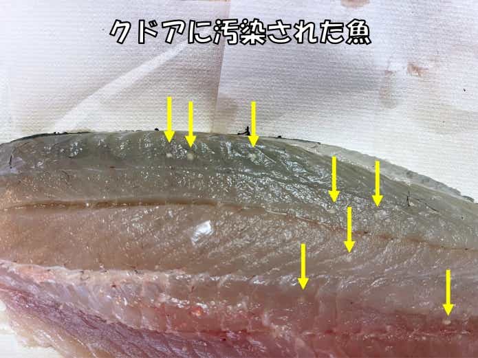 クドアに汚染された魚