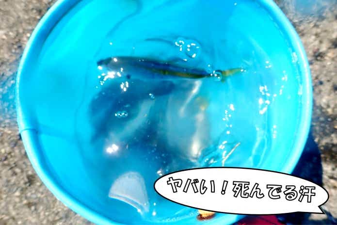 腸炎ビブリオ対策