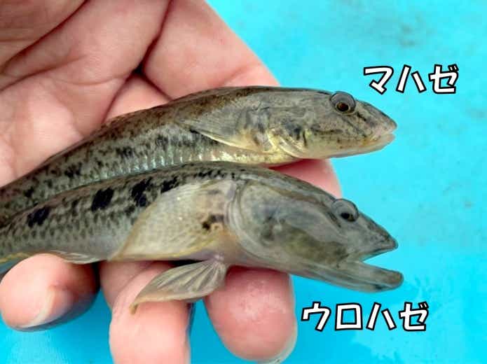 マハゼとウロハゼの違い