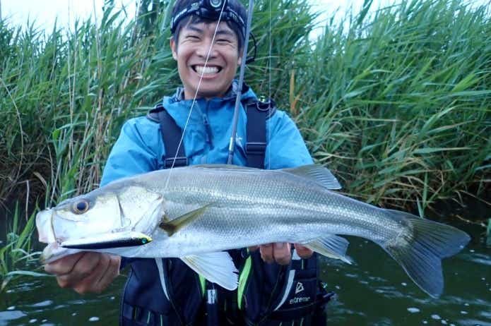スズキの成熟年齢と寿命