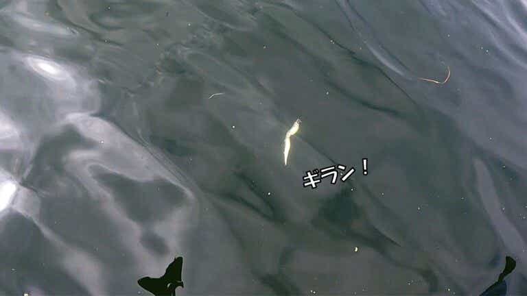 ミノープラグジャーキング