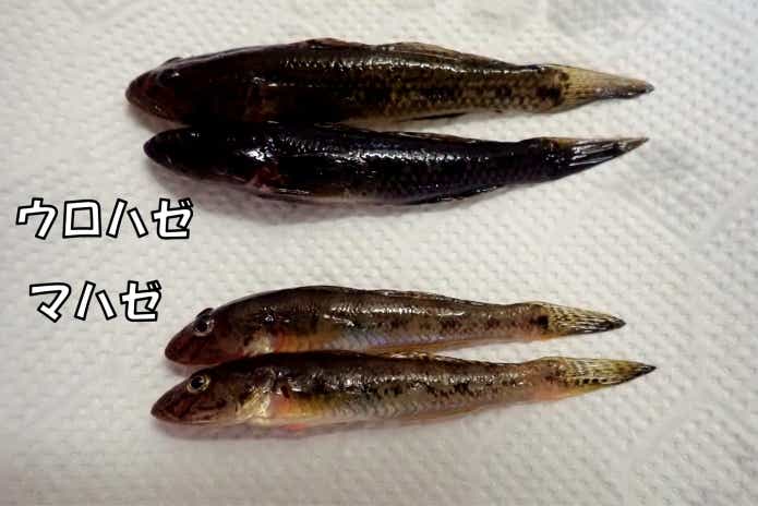 マハゼとウロハゼの違い死んだ後
