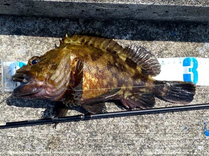 カサゴの成熟年齢と寿命
