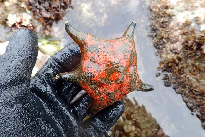 磯遊びで出会える生物ヒトデの仲間