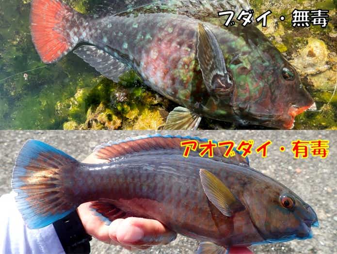 似ている魚でも有毒と無毒の魚がいる