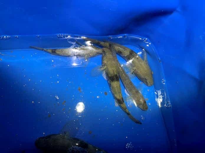 マハゼとウロハゼ