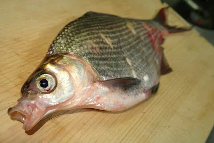 淡水魚の生食は避けるべし