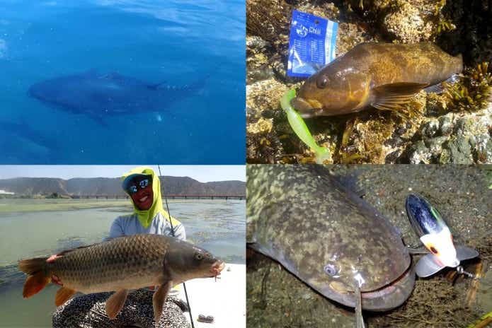 多くの魚は2〜3年で成熟する