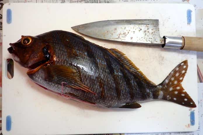 まな板や包丁に付着した腸炎ビブリオにも注意