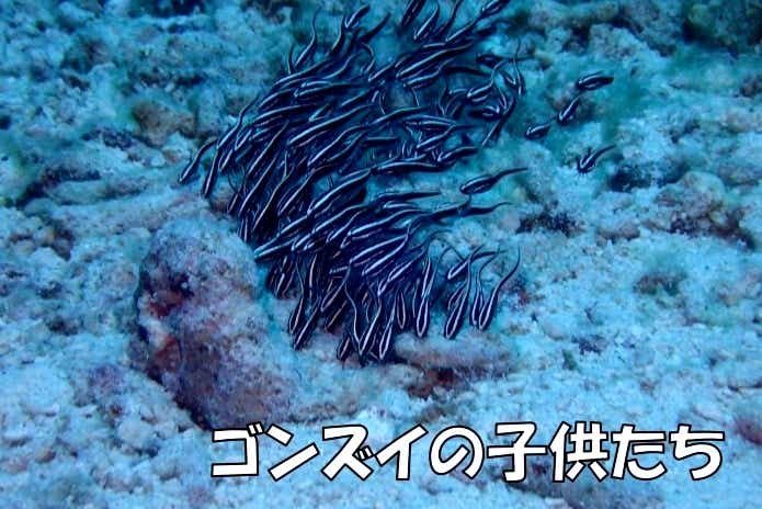 磯遊びで注意したい生物ゴンズイ
