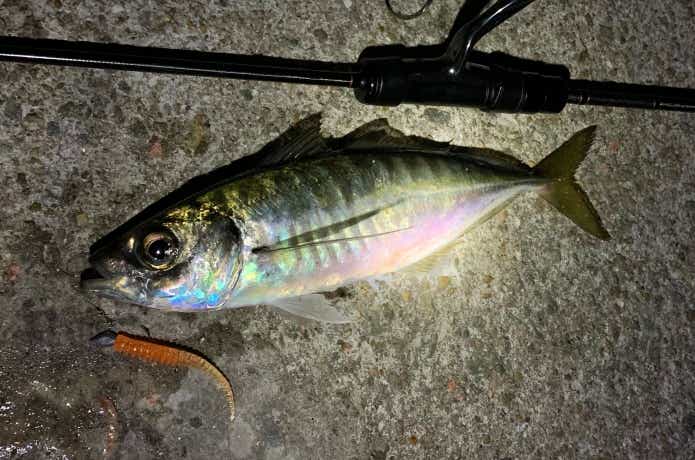 ジグヘッドリグで釣れたアジ