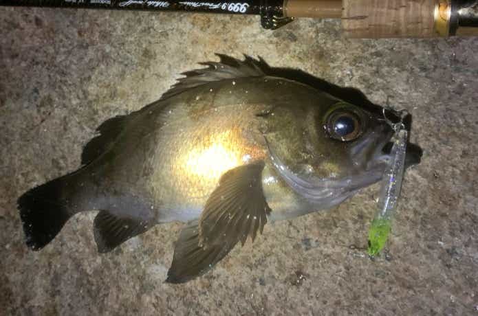 シンキングペンシルで釣れたメバル
