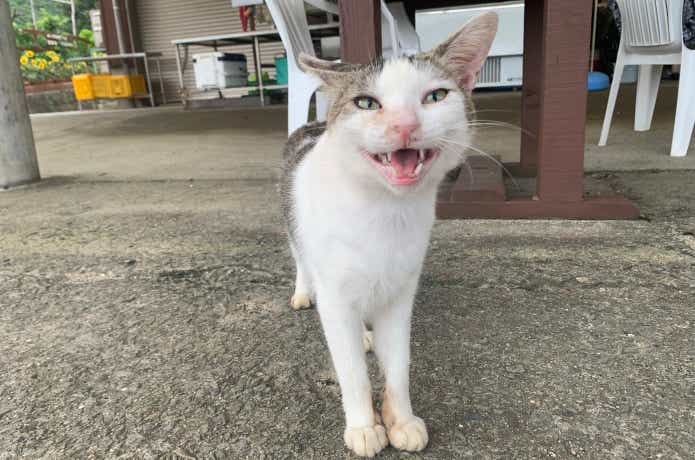 淡路じゃのひれフィッシングパークの猫
