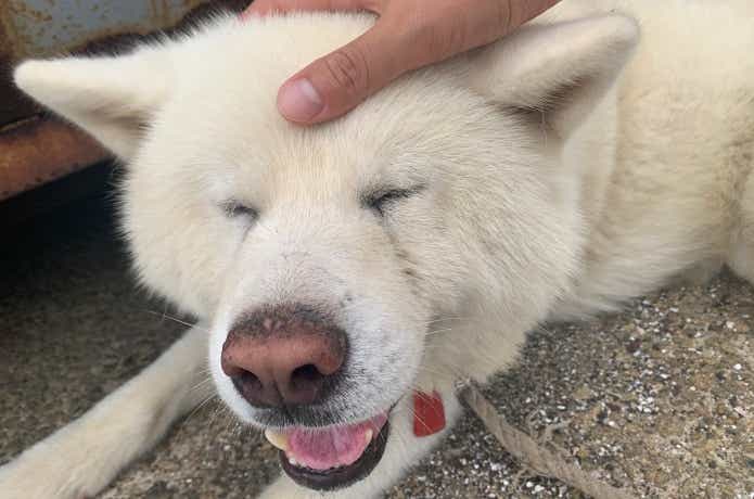 淡路じゃのひれフィッシングパークの秋田犬