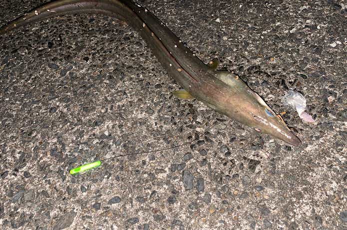 ケミホタル付きの仕掛けで釣れたハモ