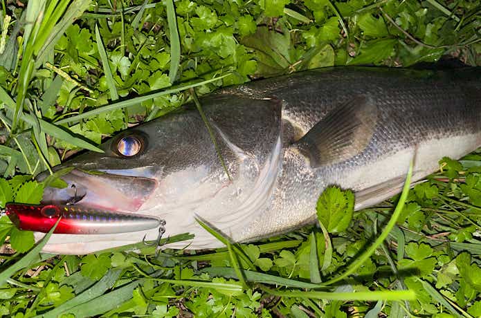 スーサンで釣ったシーバス