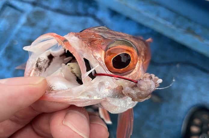 口切れしたアカムツ