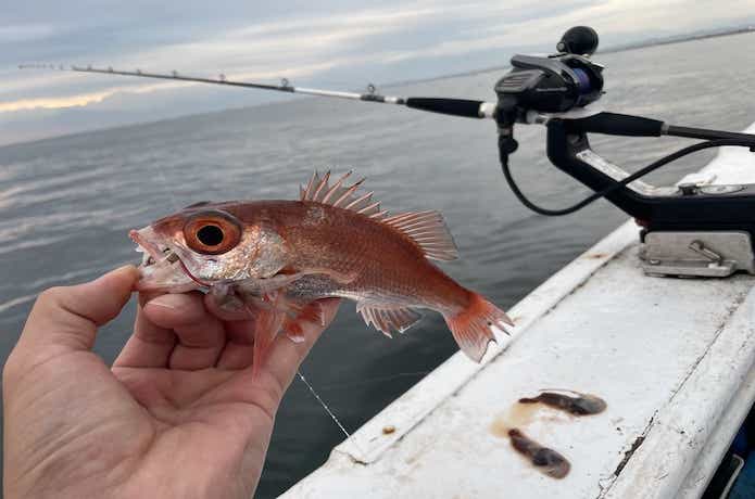 釣ったアカムツ
