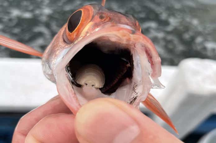 アカムツの寄生虫