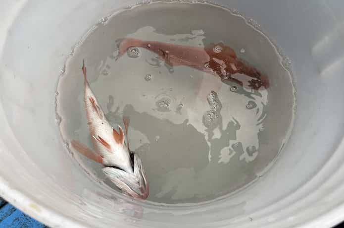 アカムツの釣果