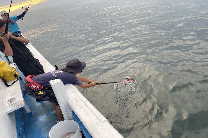 玉網でアカムツをすくう