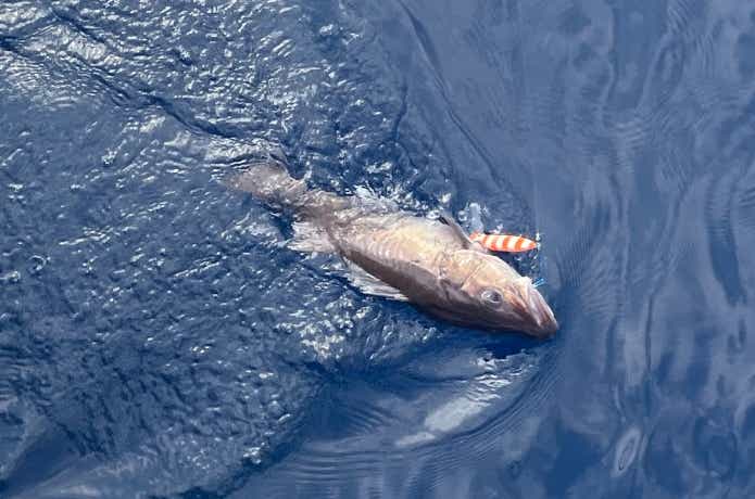 海面のアラ