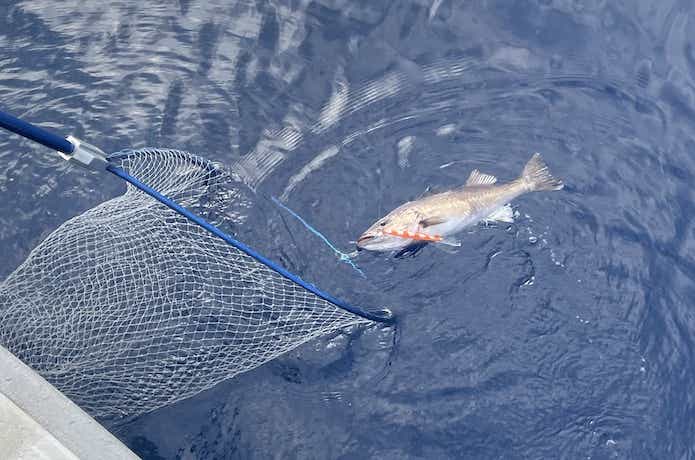 ジギングで釣れたアラ