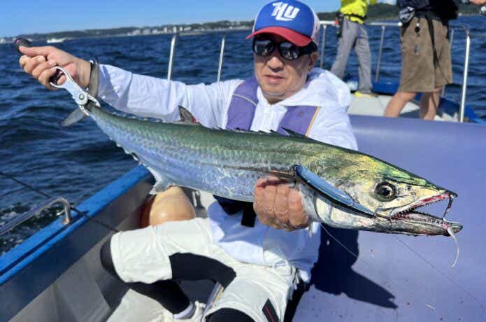 東京湾サワラの釣果