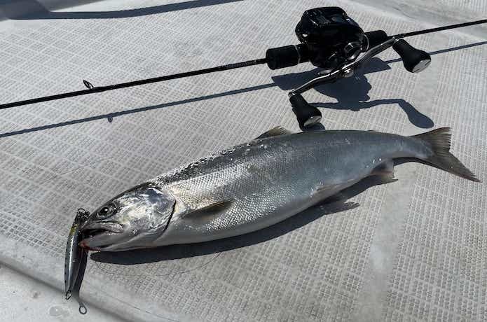ビワマスジギングの釣果