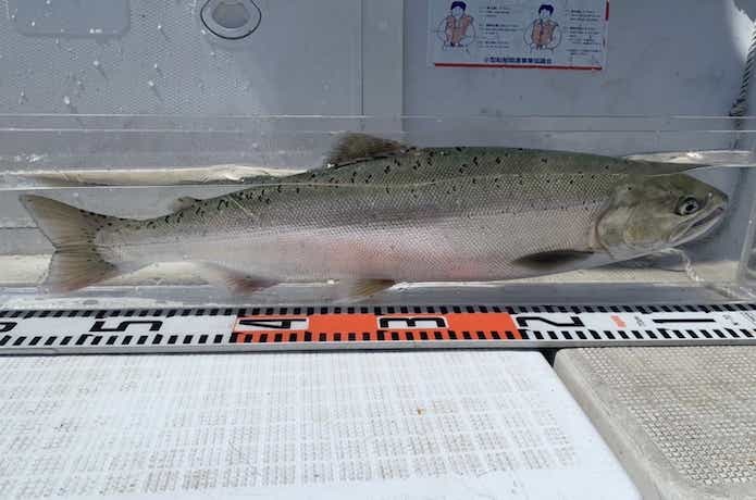 ビワマス釣りのルール