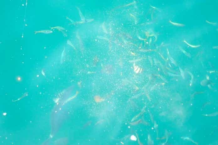 9月に釣れる魚