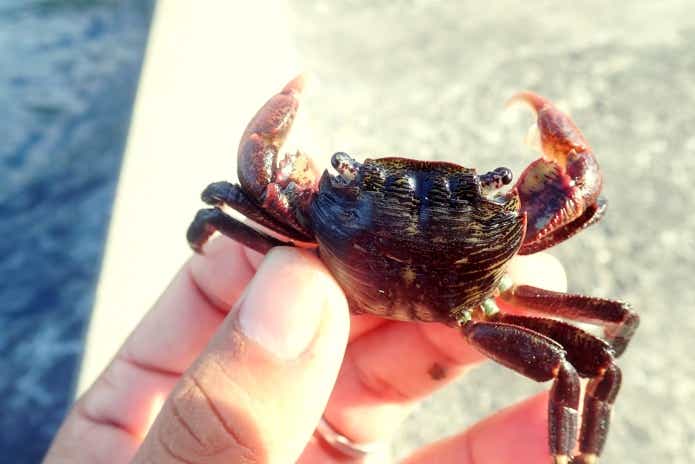 磯で捕まえたカニ