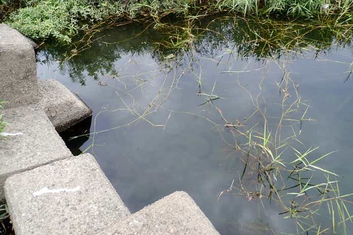 ヌマチチブの生息域