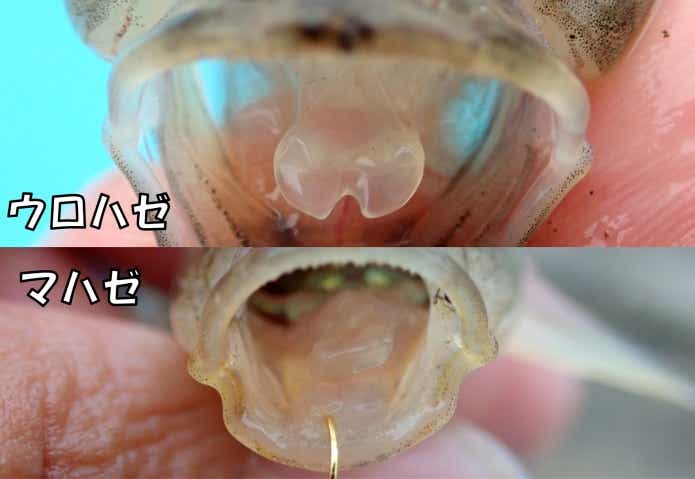 マハゼとウロハゼの見分け方