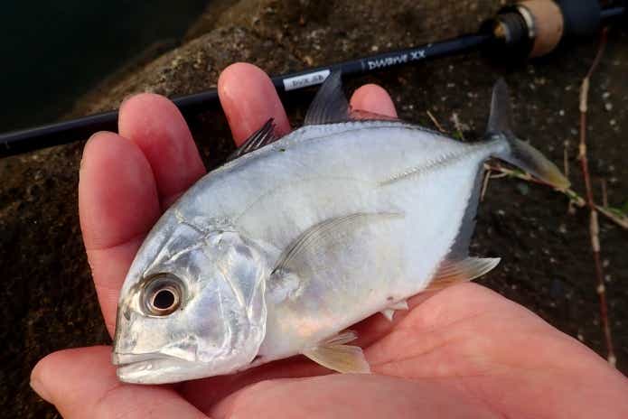 9月に釣れる魚メッキ