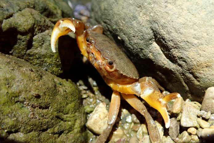 磯遊びで出会える生物カニの仲間