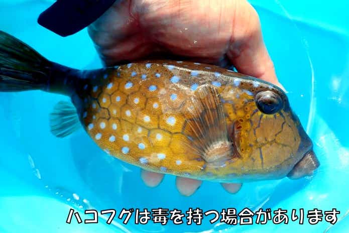 毒を有している可能性のあるハコフグ