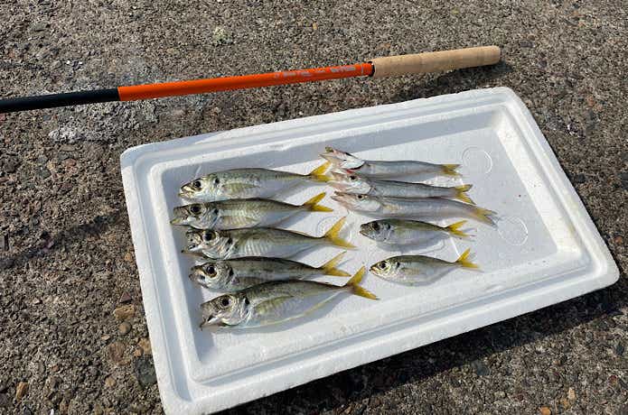 のべ竿アジングでの釣果