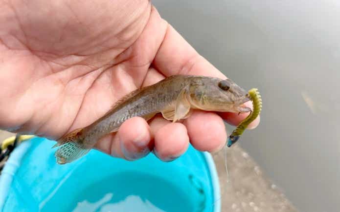 ワームで釣ったハゼ