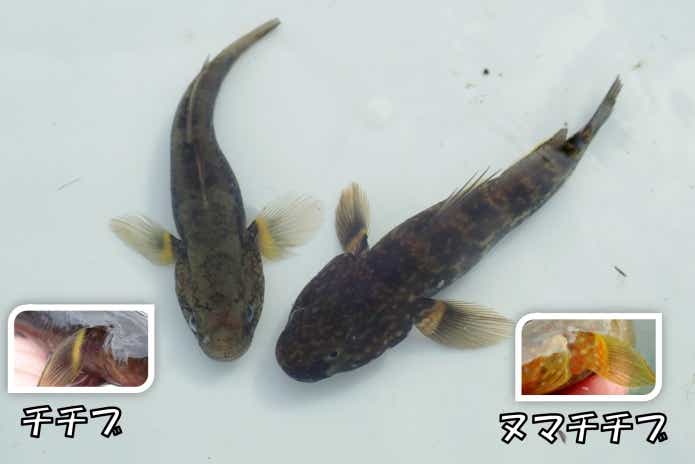 チチブとヌマチチブの見分け方