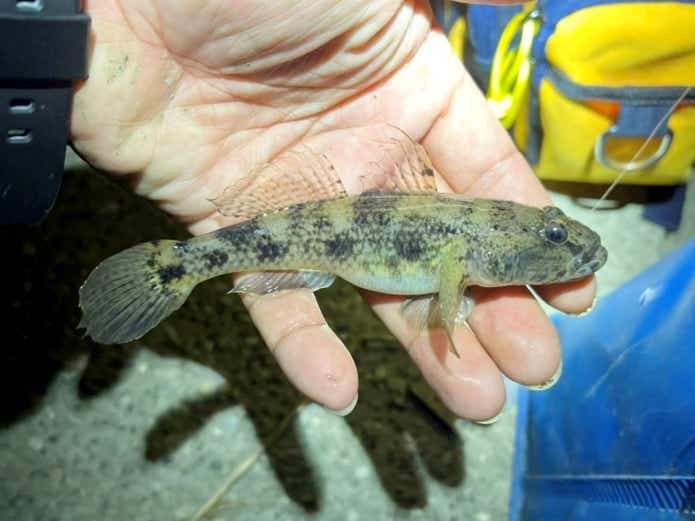 釣れたウロハゼ