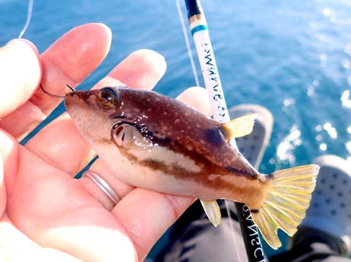 魚の食中毒、毒魚を食す