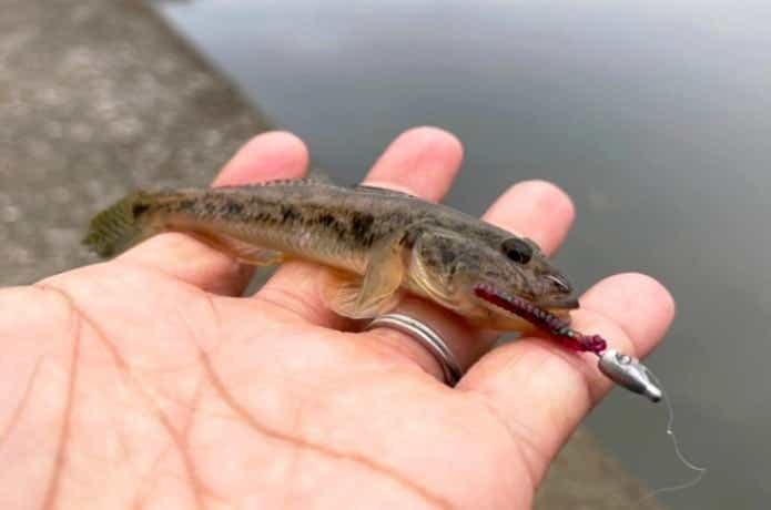 ワームで釣ったハゼ