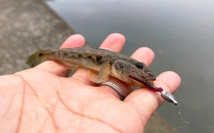 ハゼ釣りワーミングジグ単