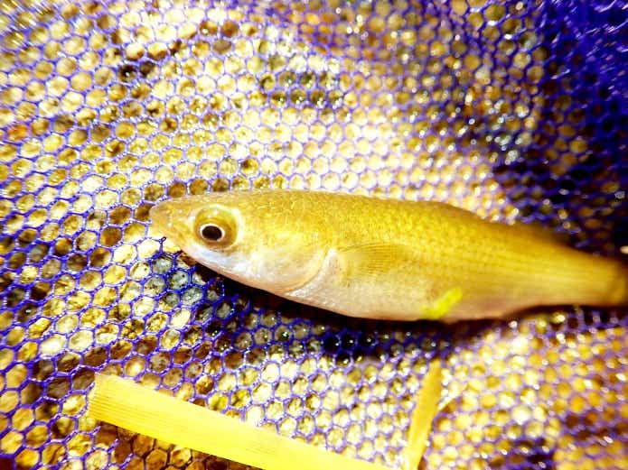 磯遊びで出会える生物魚の仲間