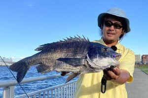 チヌキューブでの釣れたクロダイ