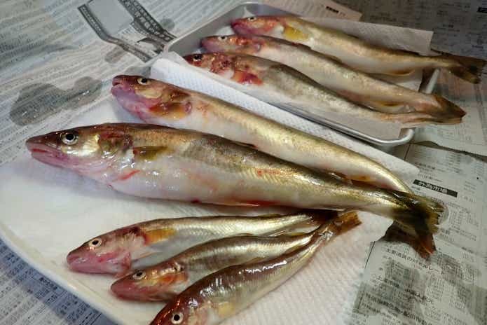 コマイ（氷下魚）