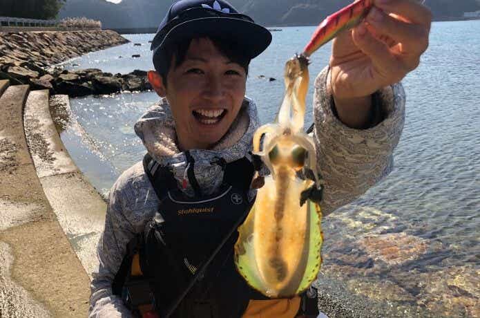 アオリイカ