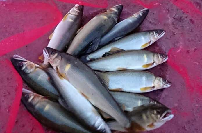 釣れた鮎
