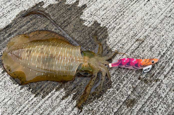 クラクラウッディで釣ったアオリイカ